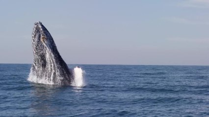 'Sardine Run' in South Africa is the greatest underwater adventure imaginable