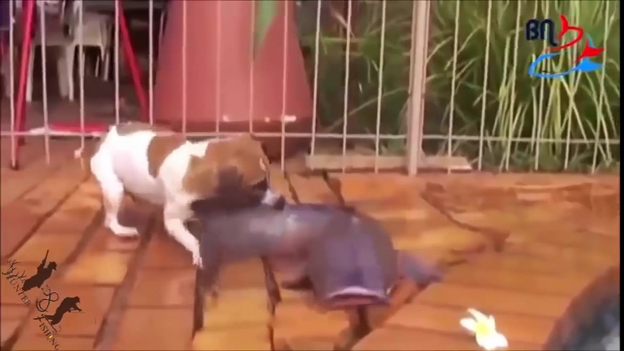 amazing video dog Catches Fish attack fish fishing fails ( Dogs FIishing)
