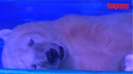 En captivité dans un centre commercial, Pizza est l'ours le plus triste du monde