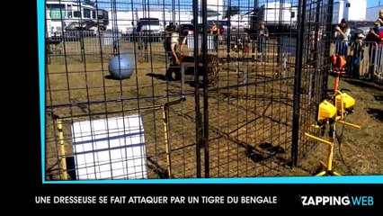Une dresseuse se fait attaquer par un tigre (vidéo)