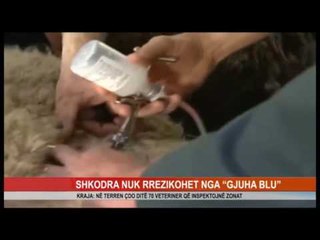 SHKODRA NUK RREZIKOHET NGA ""GJUHA BLU""