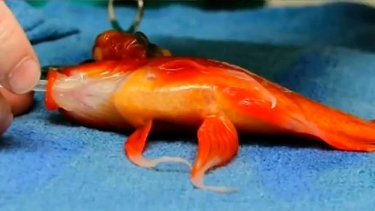 Ce chirurgien opère la tumeur au cerveau d'un poisson rouge