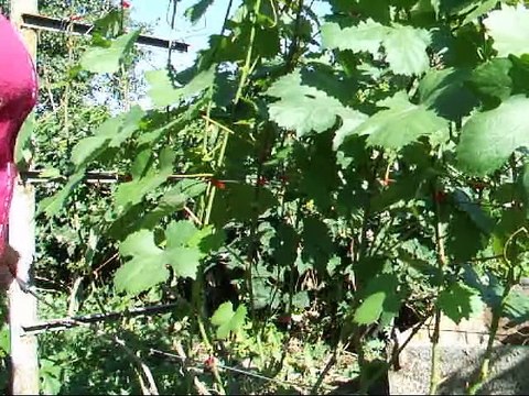 Прививка винограда - окулировка