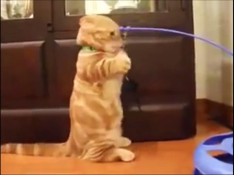 funny cats compilation 2016 - A Funny Cats and Cute Kittens Fail Videos Compilation 2016 [NEW HD]