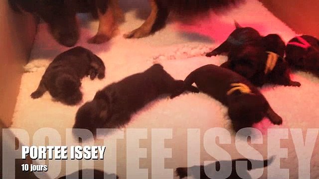 Portée Issey du Clos Chalandré - Chiots à 10 jours