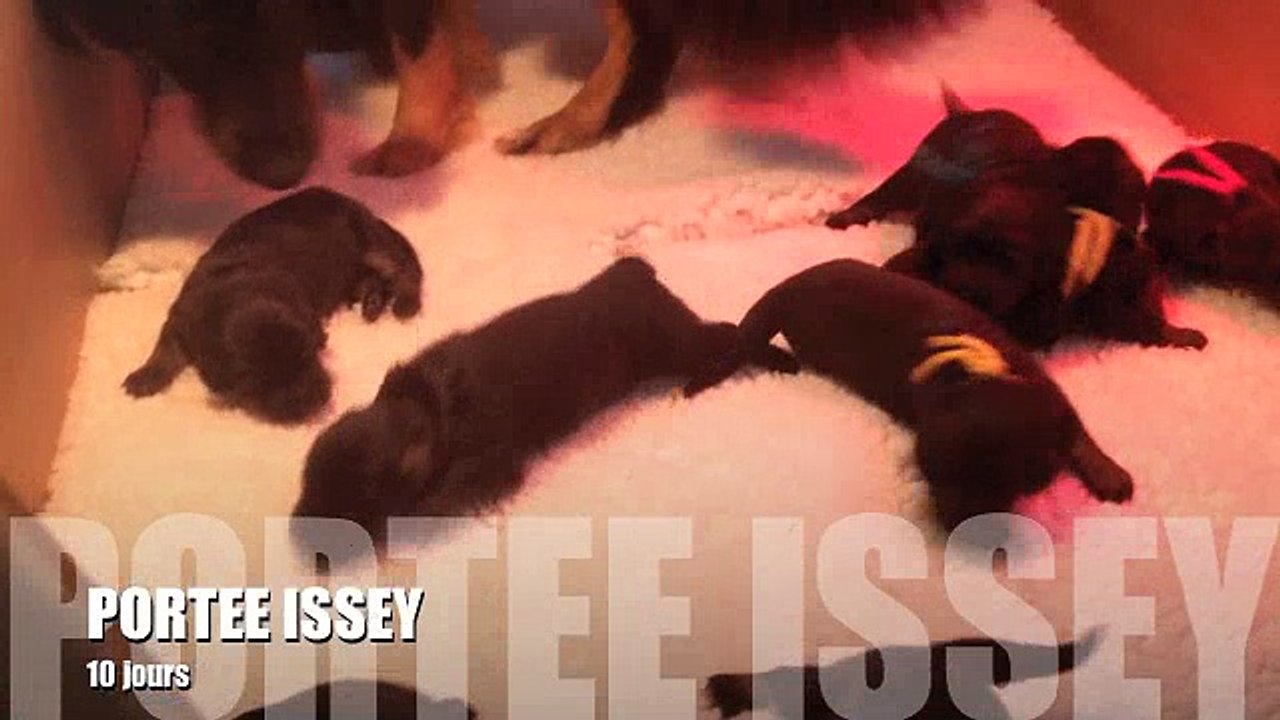 Portée Issey du Clos Chalandré - Chiots à 10 jours