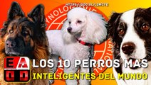 LOS 10 PERROS MAS INTELIGENTES DEL MUNDO EADD TV VIDEO CHANNEL
