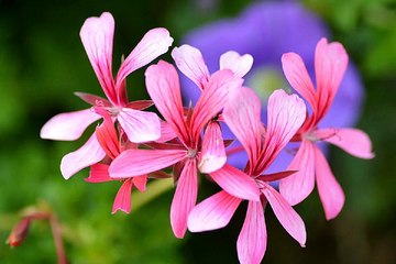 서초안마 BamWar007.com 업소별 출근부 확인