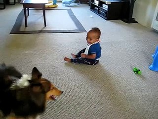 Perro Loco Hace Reir A Bebe â˜… bebes divertidos   risa bebe   bebe humor   bebes chistosos