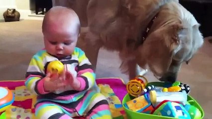 Perro Y Bebe Comparten Juguetes! â˜… bebes divertidos   risa bebe   bebe humor   bebes chistosos