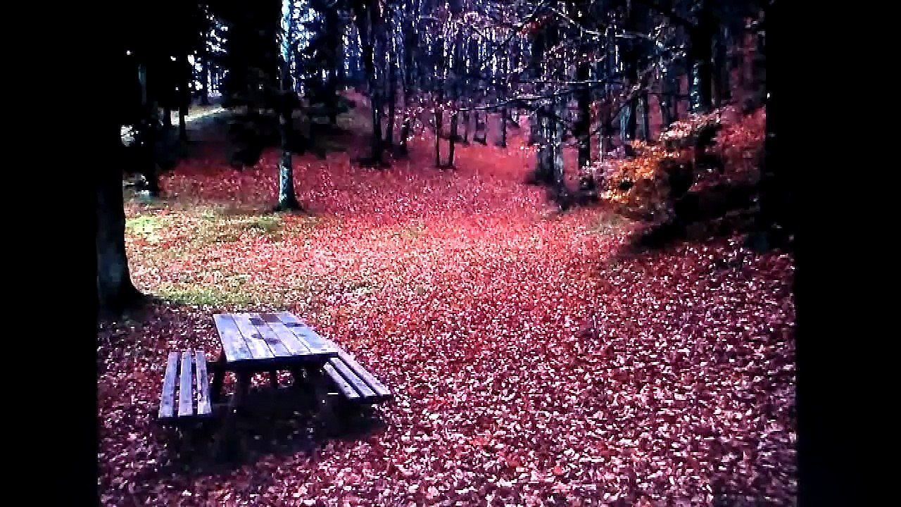 Libertà armoniosa - finale di Libertà - di Roberto Nigro (robertgroni@libero.it)(1)