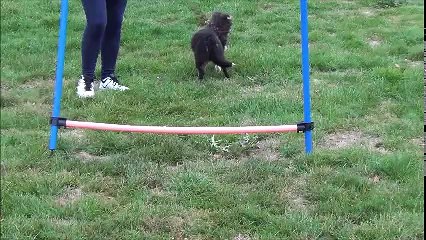 Misky berger shetland