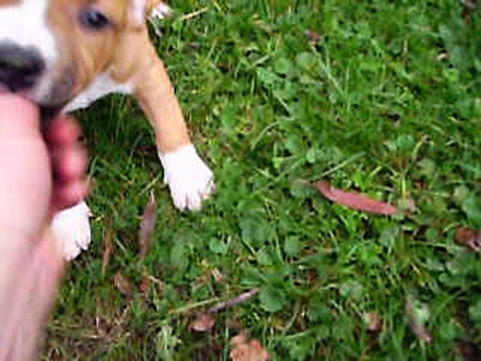 vidéo du 27.10.16 de Paco,Malko,Myron et Mycia nés le 06.09.16...