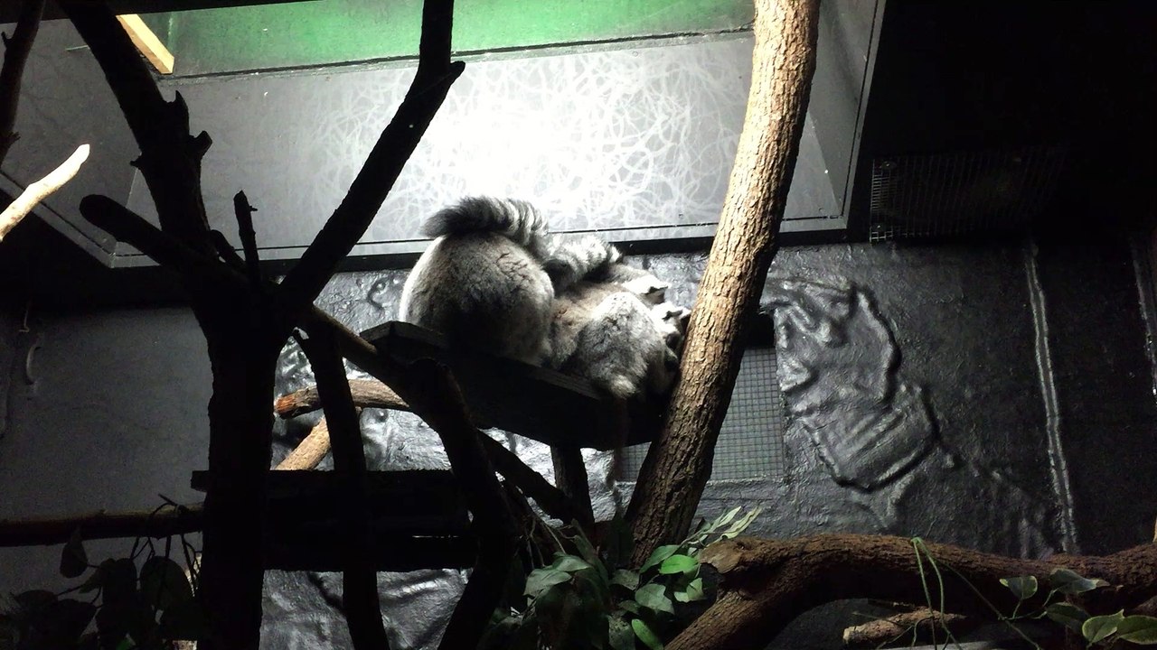 London Zoo