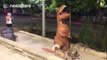 Man dressed as T-Rex walks dog on street