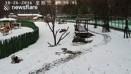 Cute panda plays in snow