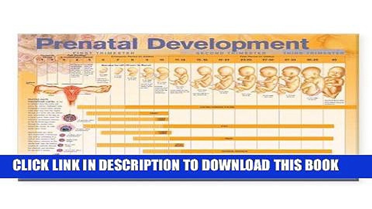[FREE] EBOOK Prenatal Development Anatomical Chart BEST COLLECTION