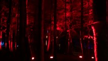 Enchanted Forest Dancing Lights