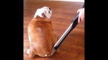 Bulldog extremely obsessed with vacuum cleaner