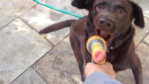 Retriever completely obsessed with garden hose