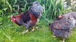 Blue Laced Red Wyandottes -Best Chicken Breeds 27.10.2016