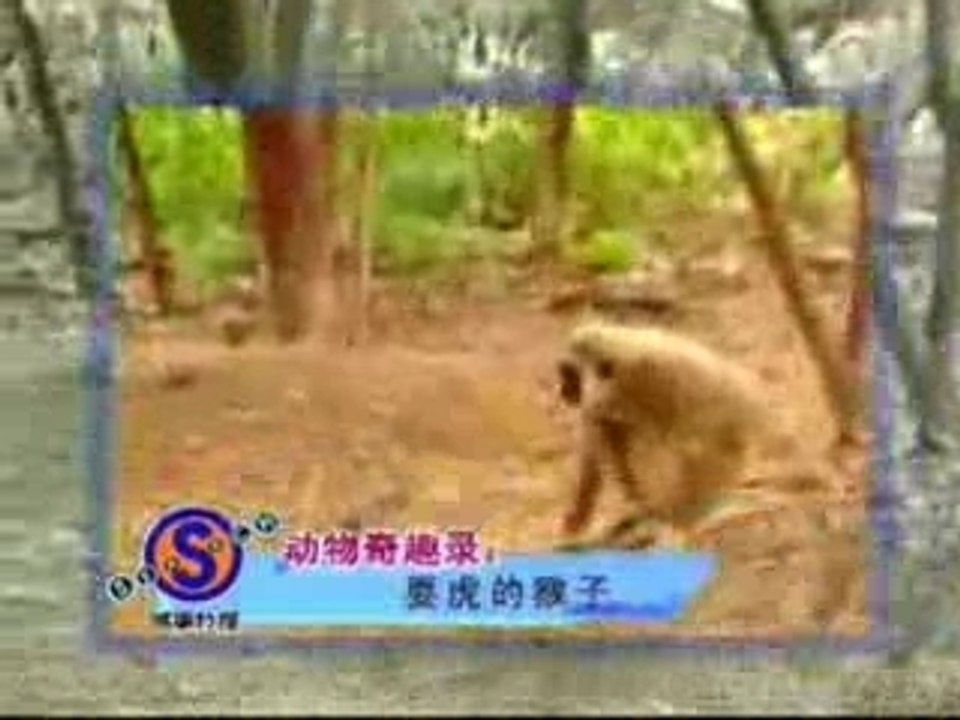 Monkey with a deathwish