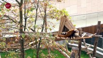 Le zoo d'Anvers accueille deux pandas roux