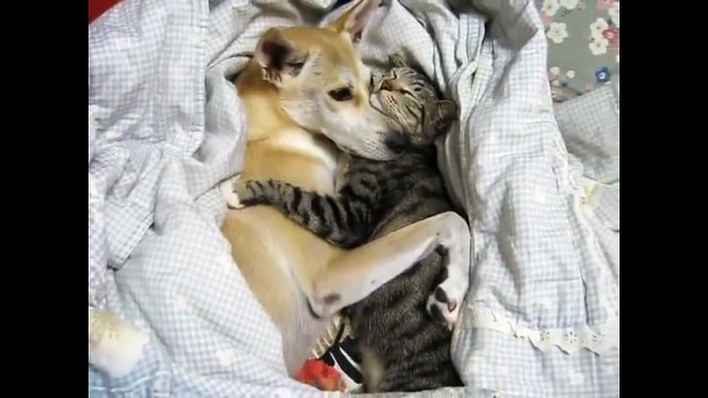 Нежная дружба. Смешные приколы собаки кошки
