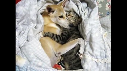 Нежная дружба. Смешные приколы собаки кошки