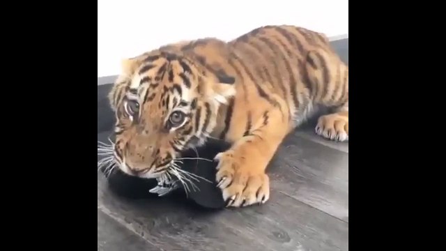 Полосатая жадина. Смешные приколы тигры