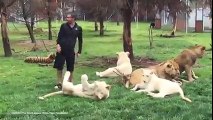 نمر ينقذ حياة حارس حديقة من هجوم قاتل