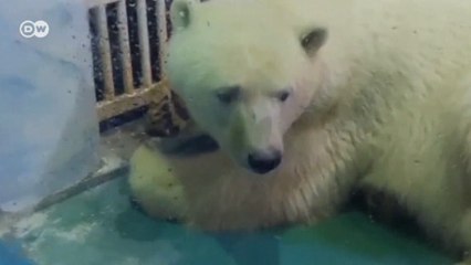 Urso-polar "mais triste do mundo" vive em aquário de shopping