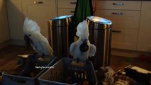 Un perroquet se fait peur devant un miroir