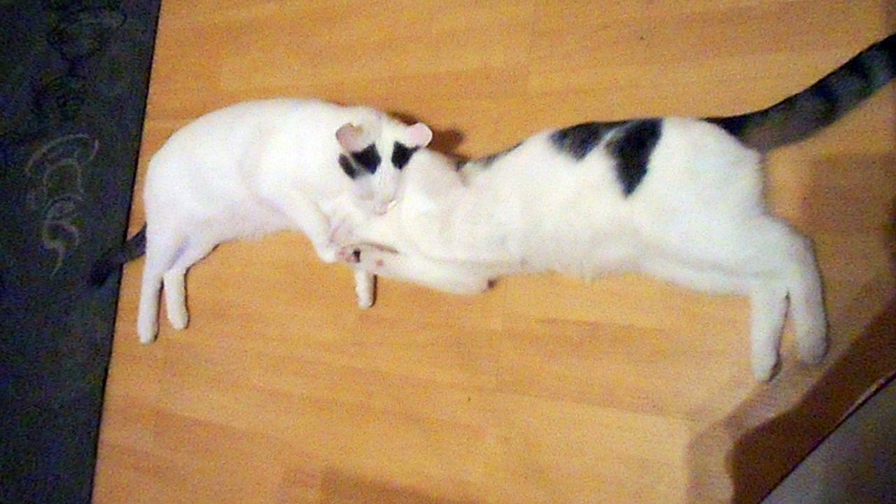Harvey und Vinzent am 26.10.2016