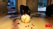 Des chimpanzés tentent d’ouvrir une citrouille