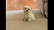 Cute small Maltese puppy barking at funny toy camera little dog puppies bark playing