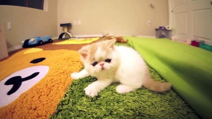 Kitten Bun Bun's Funny Reactions to Camera