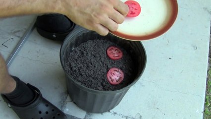 Comment transformer les restes de tranches de tomates en de nouvelles plantules