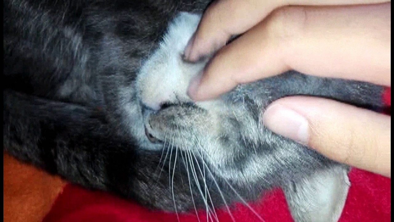 Harige poes vingeren
