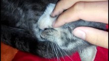 Harige poes vingeren