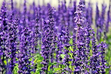 광주안마 서울키스방 비용 밤전닷컴