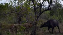 Lions vs Buffalo - Real fight of 5 Lion attack buffalo to death - Animals World HD (P4)