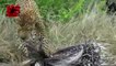 Leopards attacks Porcupine To Die - Leopard Vs Porcupine Amazing Fight