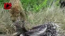 Leopards attacks Porcupine To Die - Leopard Vs Porcupine Amazing Fight