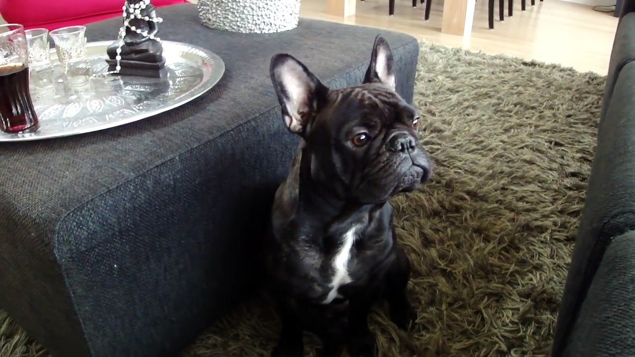 French Bulldog crying