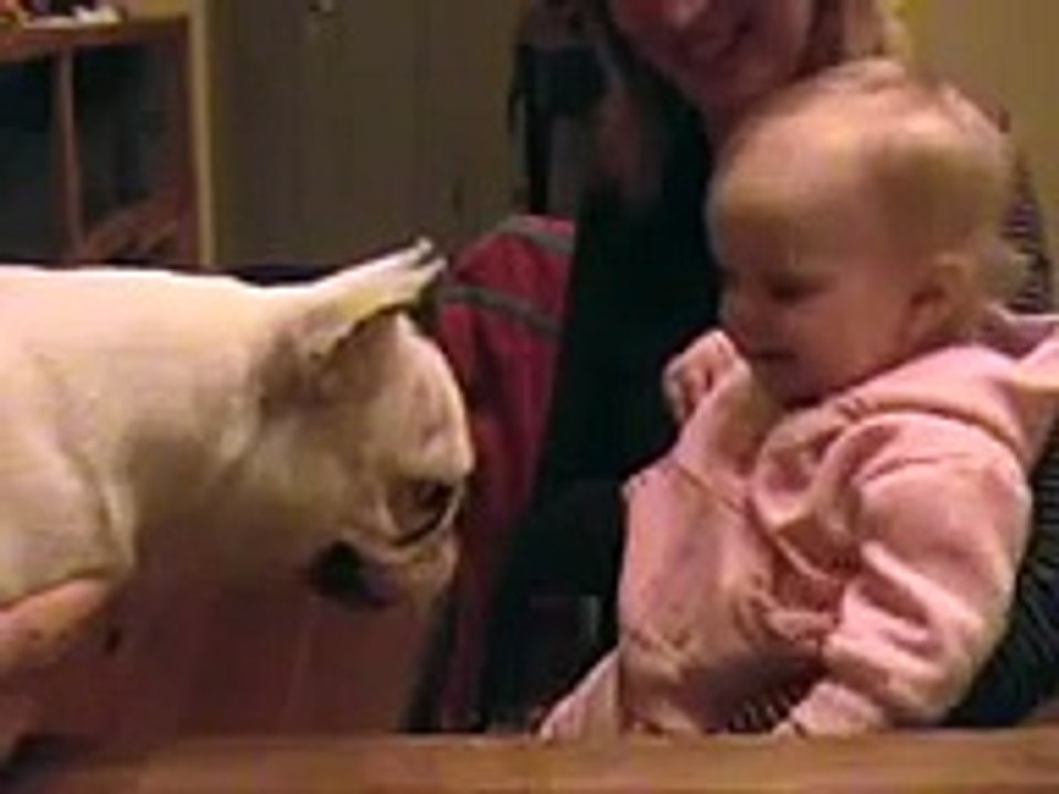 French bulldog french kiss baby laughing