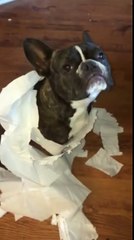 French Bulldog gets outed by his best friend