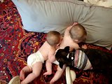 French Bulldog making babies laugh - HaHaHa