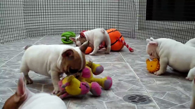FRENCH BULLDOG PUPPIES FOR SALE