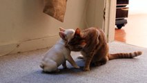 French Bulldog puppy (Hammie) vs. Cat (Cootie) - Round 1